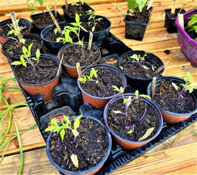 plants de tomates green zebra sur le stand de troc de plantes